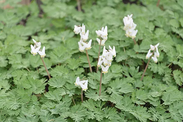 471104 - Dutchman's breeches (Dicentra cucullaria)
