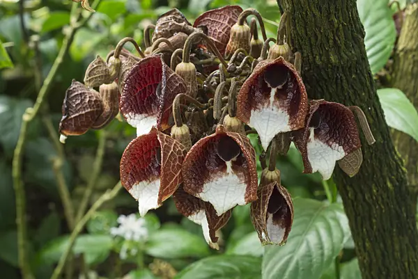 595001 - Dutchman's pipe (Aristolochia arborea)