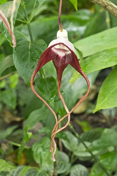 550001 - Dutchman's pipe (Aristolochia tricaudata)