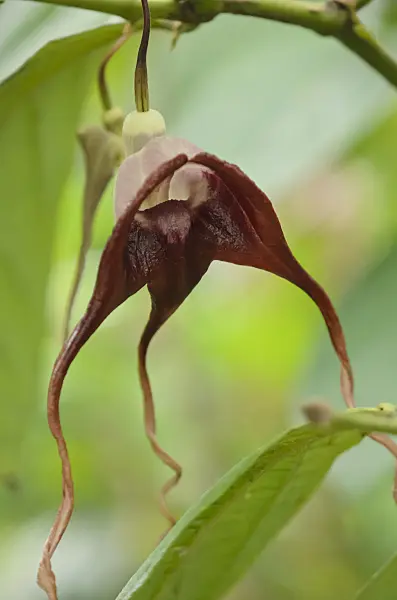572027 - Dutchman's pipe (Aristolochia tricaudata)