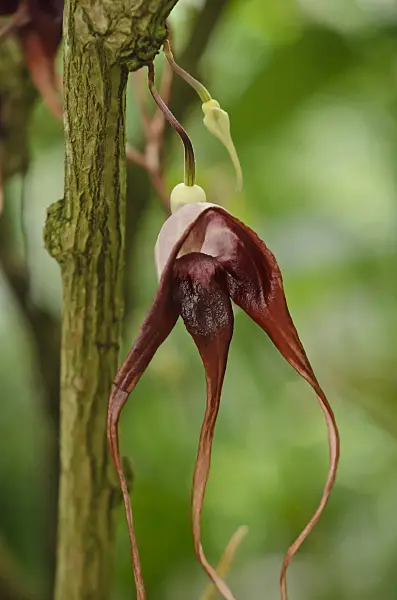572028 - Dutchman's pipe (Aristolochia tricaudata)