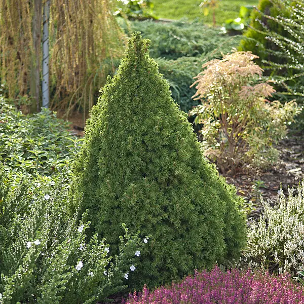 535417 - Dwarf Alberta spruce (Picea glauca 'Conica')