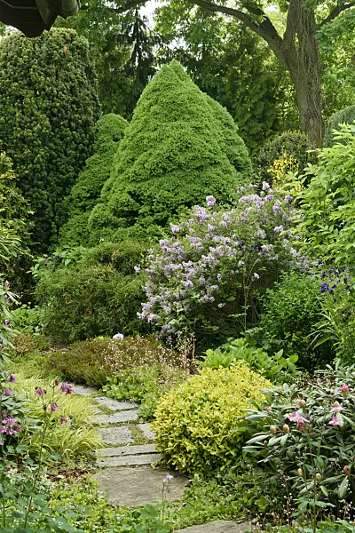 556074 - Dwarf Alberta spruce (Picea glauca 'Conica') and lilac (Syringa)