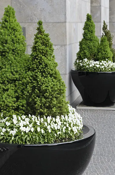 520180 - Dwarf Alberta spruce (Picea glauca 'Conica') and violets (Viola)