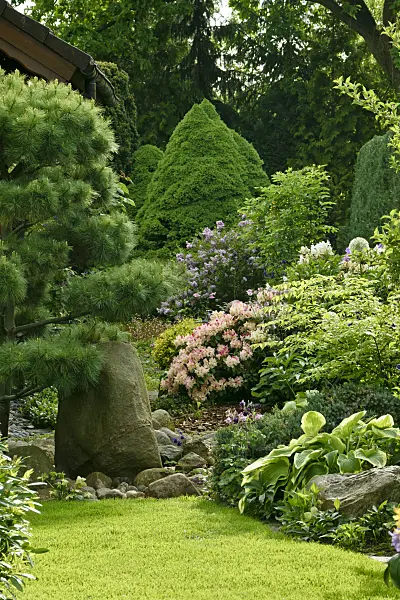 556072 - Dwarf Alberta spruce (Picea glauca 'Conica'), lilac (Syringa), rhododendrons (Rhododendron) and plantain lilies (Hosta)