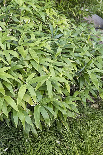 638338 - Dwarf bamboo (Sasa kurilensis)