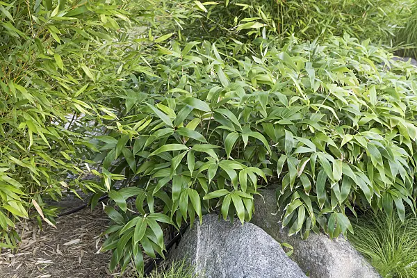 638339 - Dwarf bamboo (Sasa kurilensis)