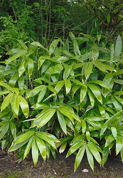 471460 - Dwarf bamboo (Sasa palmata 'Nebulosa')