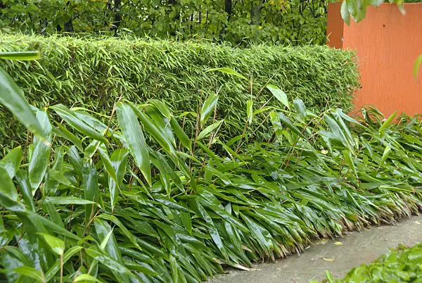 517086 - Dwarf bamboo (Sasa palmata 'Nebulosa')