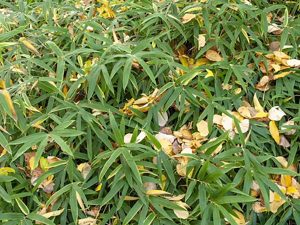 465208 - Dwarf bamboo (Sasaella ramosa)