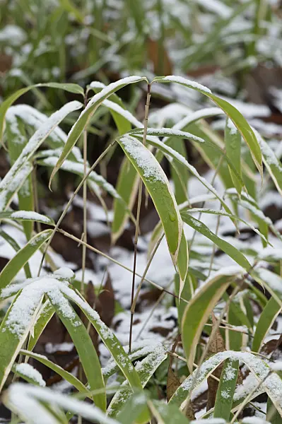 516001 - Dwarf bamboo (Sasaella ramosa)