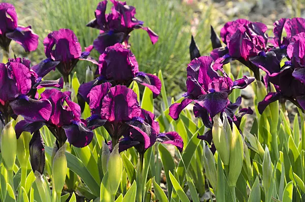 495368 - Dwarf bearded iris (Iris barbata nana 'Samtpfötchen')