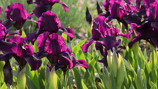 495389 - Dwarf bearded iris (Iris barbata nana 'Samtpfötchen')