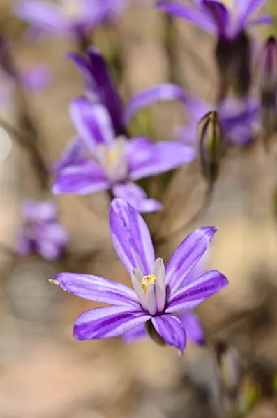 508435 - Dwarf brodiaea (Brodiaea minor)