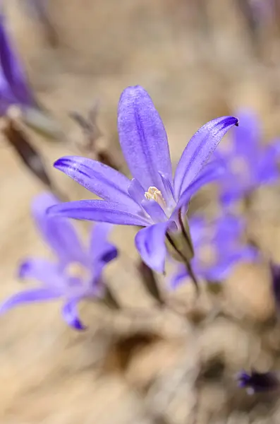 508436 - Dwarf brodiaea (Brodiaea terrestris subsp. terrestris)