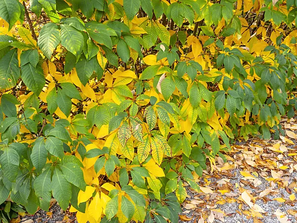 465200 - Dwarf buckeye (Aesculus parviflora)
