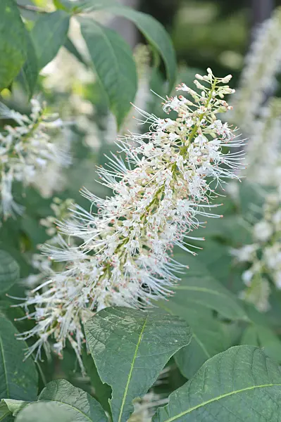 486133 - Dwarf buckeye (Aesculus parviflora)