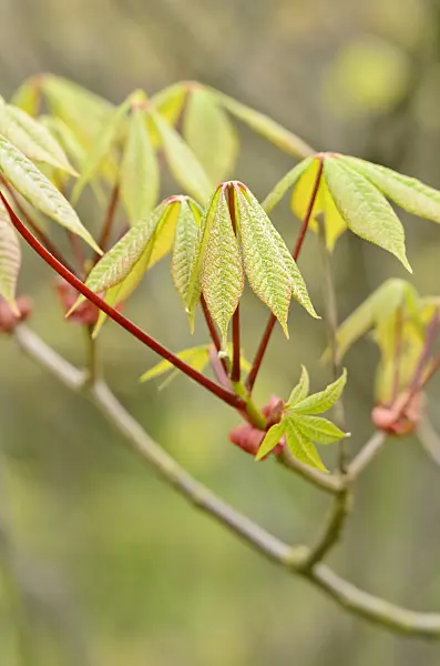 531213 - Dwarf buckeye (Aesculus parviflora)