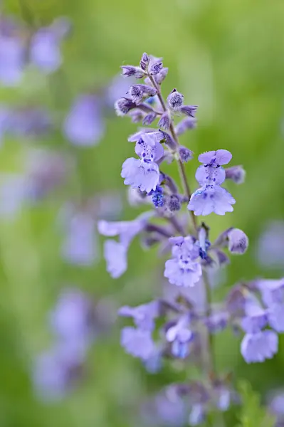 472343 - Dwarf catmint (Nepeta racemosa)