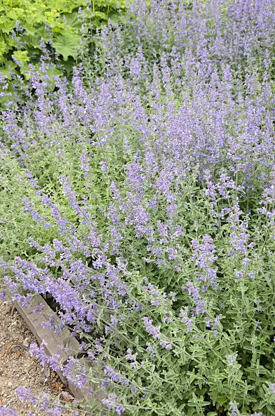545014 - Dwarf catmint (Nepeta racemosa 'Superba')