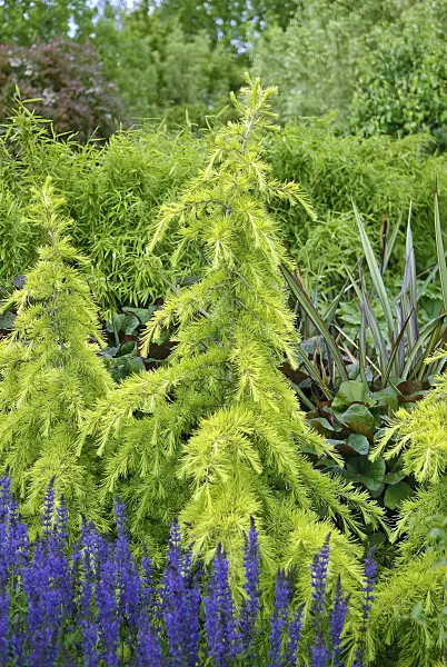502137 - Dwarf cedar (Cedrus deodara 'Golden Horizon')