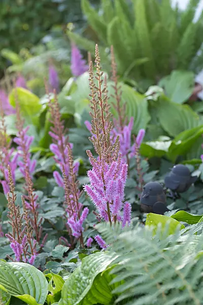 664042 - Dwarf Chinese astilbe (Astilbe chinensis var. pumila)