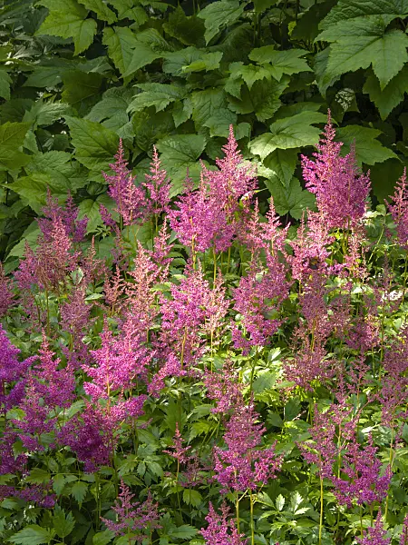 414184 - Dwarf Chinese astilbe (Astilbe chinensis var. pumila 'Serenade')