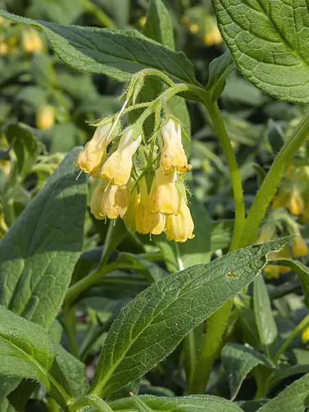 400142 - Dwarf comfrey (Symphytum grandiflorum)