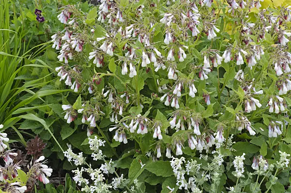 472029 - Dwarf comfrey (Symphytum grandiflorum)