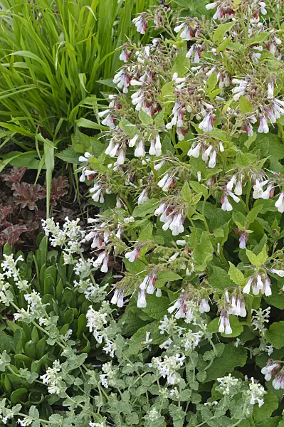 472030 - Dwarf comfrey (Symphytum grandiflorum)