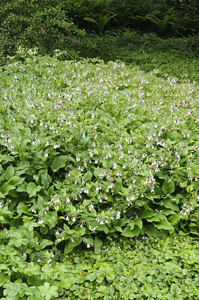 472228 - Dwarf comfrey (Symphytum grandiflorum)