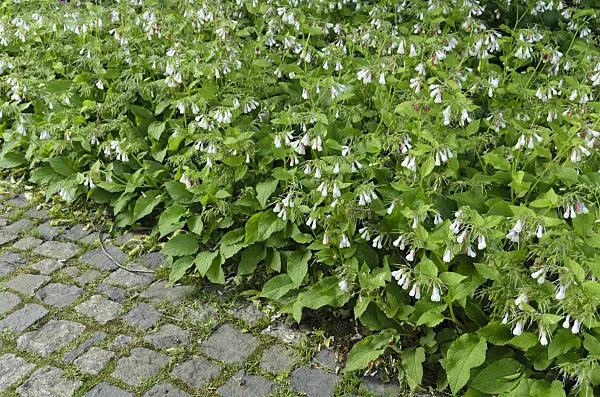 496137 - Dwarf comfrey (Symphytum grandiflorum)