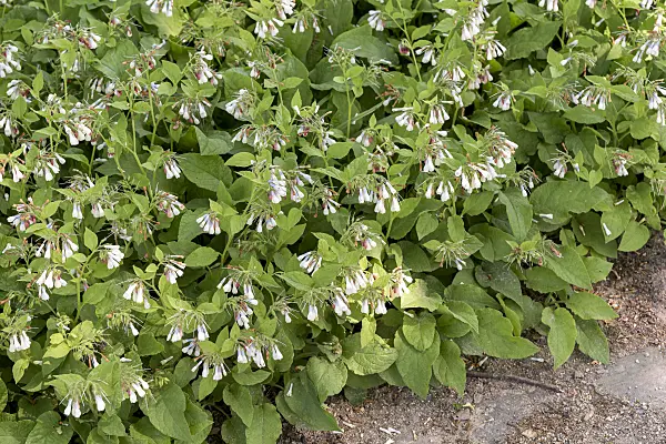 638356 - Dwarf comfrey (Symphytum grandiflorum)
