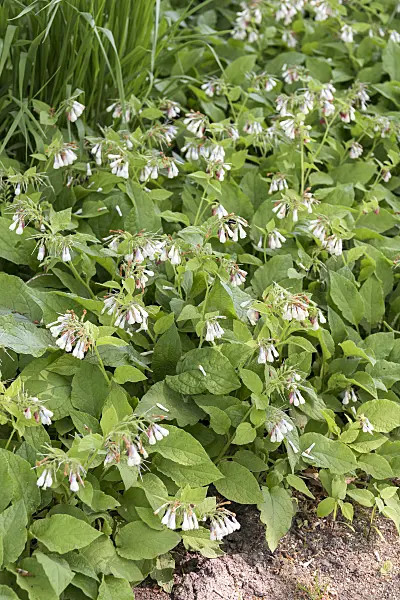 638357 - Dwarf comfrey (Symphytum grandiflorum)