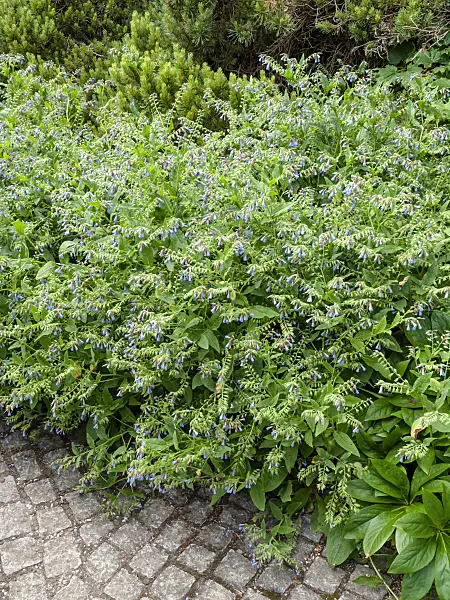 426066 - Dwarf comfrey (Symphytum grandiflorum 'Saphir')