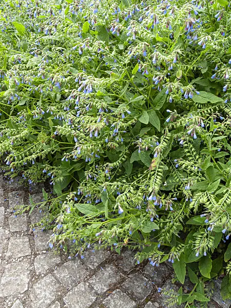 426067 - Dwarf comfrey (Symphytum grandiflorum 'Saphir')