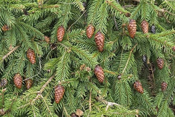 562012 - Dwarf common spruce (Picea abies 'Acrocona Nana')