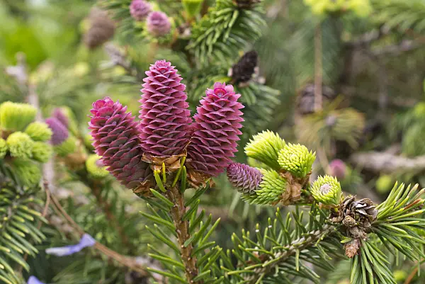 601046 - Dwarf common spruce (Picea abies 'Acrocona Nana')