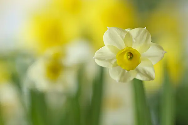 483260 - Dwarf daffodil (Narcissus Minnow)
