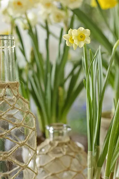 483281 - Dwarf daffodil (Narcissus Minnow)