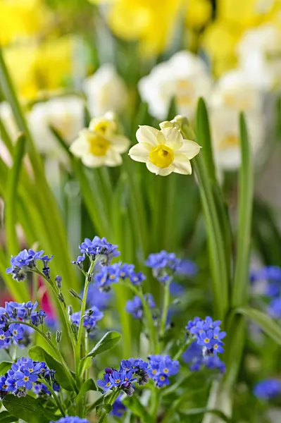 483261 - Dwarf daffodil (Narcissus Minnow) and forget-me-not (Myosotis)