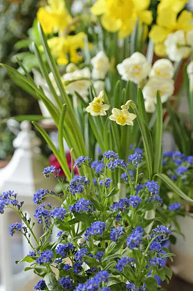 483262 - Dwarf daffodil (Narcissus Minnow) and forget-me-not (Myosotis)