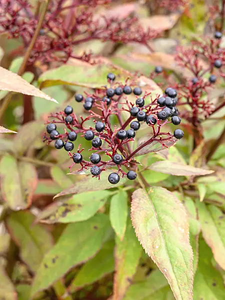 453047 - Dwarf elder (Sambucus ebulus)