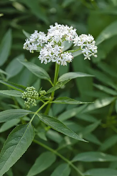 475001 - Dwarf elder (Sambucus ebulus)