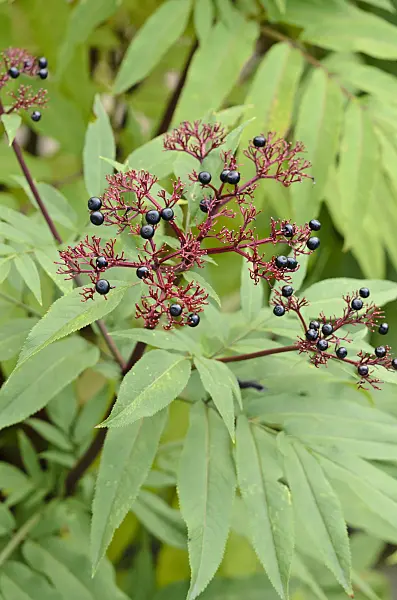 524139 - Dwarf elder (Sambucus ebulus)