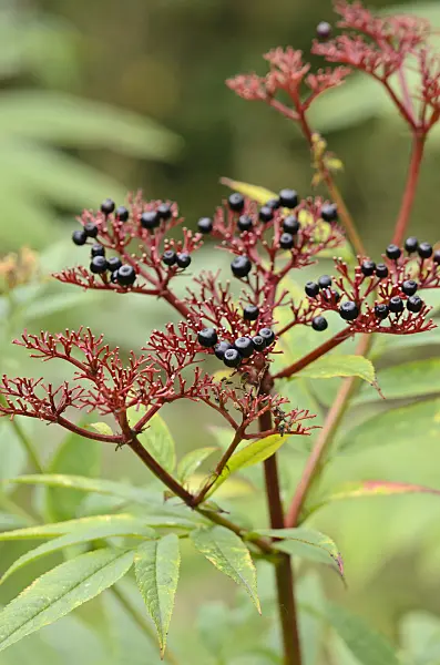 525015 - Dwarf elder (Sambucus ebulus)