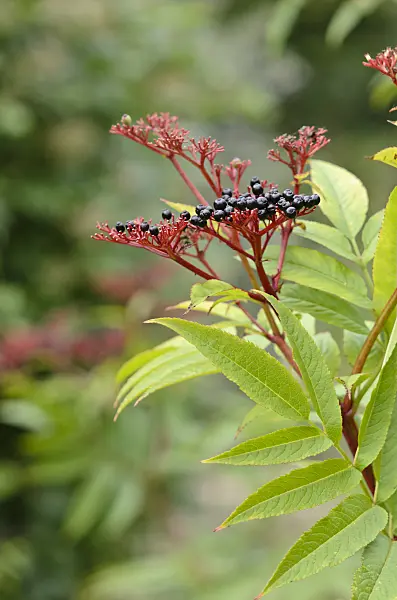 525016 - Dwarf elder (Sambucus ebulus)