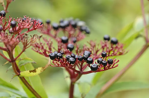 525017 - Dwarf elder (Sambucus ebulus)