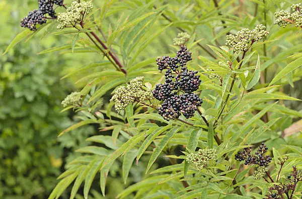 535140 - Dwarf elder (Sambucus ebulus)
