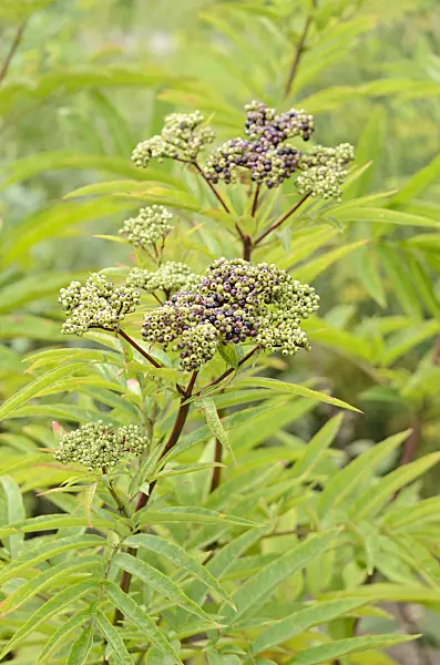 535141 - Dwarf elder (Sambucus ebulus)
